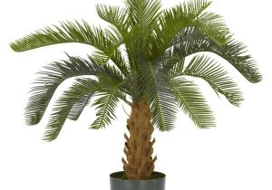 Types Of House Palm Trees Palm Tree Types as Houseplants Hardy Exotic solutions