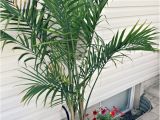 Types Of House Palm Trees Potted Palm Images which are the Typical Palm Species