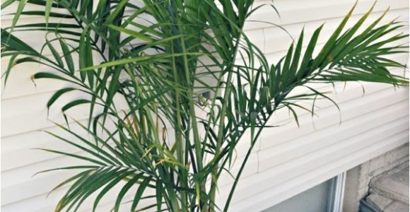 Types Of House Palm Trees Potted Palm Images which are the Typical Palm Species