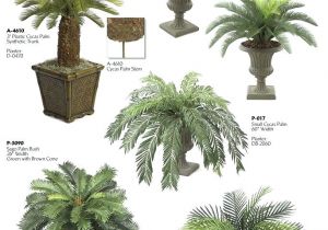 Types Of House Plant Palm Trees Palm Plant Types Patio Plants Potted Palms Palm Tree House
