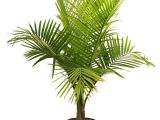 Types Of House Plant Palm Trees Palm Tree Types as Houseplants Hardy Exotic solutions