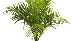 Types Of House Plant Palm Trees Palm Tree Types as Houseplants Hardy Exotic solutions