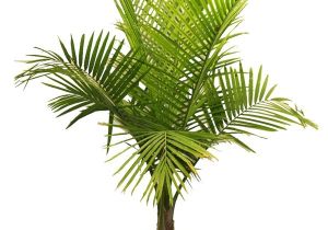 Types Of House Plant Palm Trees Palm Tree Types as Houseplants Hardy Exotic solutions