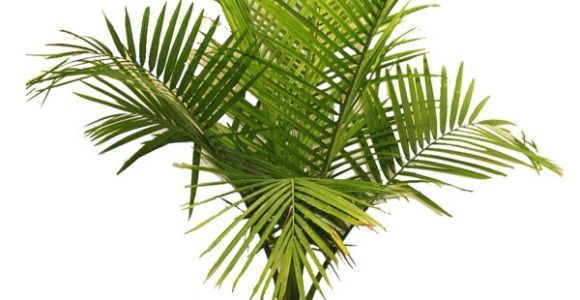 Types Of House Plant Palm Trees Palm Tree Types as Houseplants Hardy Exotic solutions