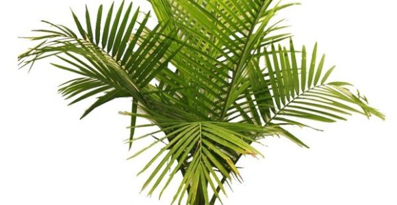 Types Of House Plant Palm Trees Palm Tree Types as Houseplants Hardy Exotic solutions