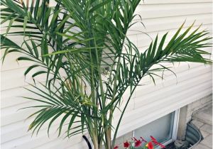Types Of House Plant Palm Trees Potted Palm Images which are the Typical Palm Species