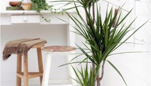 Types Of Indoor Palm Trees Indoor Palm Images which are the Typical Types Of Palm