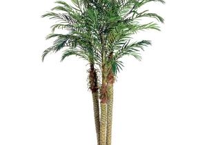 Types Of Indoor Palm Trees Indoor Palm Images which are the Typical Types Of Palm