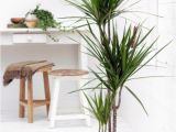 Types Of Indoor Palm Trees Pictures Indoor Palm Images which are the Typical Types Of Palm