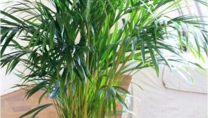 Types Of Indoor Palm Trees Pictures Indoor Palm Images which are the Typical Types Of Palm