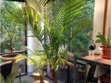 Types Of Indoor Palm Trees Pictures Indoor Palm Images which are the Typical Types Of Palm