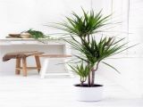 Types Of Indoor Palm Trees Pictures Tropical Room Decor Small Indoor Palm Trees Indoor Plants