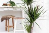 Types Of Small Indoor Palm Trees Indoor Palm Images which are the Typical Types Of Palm