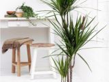 Types Of Small Indoor Palm Trees Indoor Palm Images which are the Typical Types Of Palm