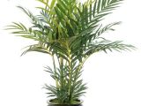 Types Of Small Indoor Palm Trees Indoor Palm Images which are the Typical Types Of Palm