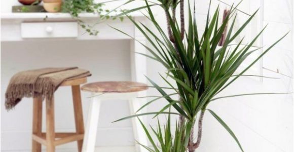 Types Of Small Indoor Palm Trees Indoor Palm Images which are the Typical Types Of Palm