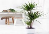 Types Of Small Indoor Palm Trees Tropical Room Decor Small Indoor Palm Trees Indoor Plants