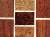 Types Of Walnut Wood 1903 Wood Types Oak Walnut Tree Ironwood by Cabinetoftreasures