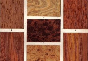 Types Of Walnut Wood 1903 Wood Types Oak Walnut Tree Ironwood by Cabinetoftreasures