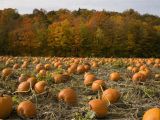 U Pick A Part St Louis where to Pick Pumpkins In the St Louis area