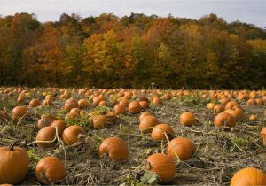U Pick A Part St Louis where to Pick Pumpkins In the St Louis area
