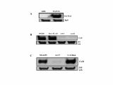 Used Appliances Gainesville Fl Genomic Targets and Features Of Bara Uvry Sira Signal