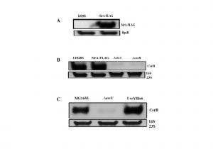 Used Appliances Gainesville Fl Genomic Targets and Features Of Bara Uvry Sira Signal