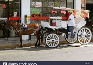 Venta De Carritos Para Tacos En Merida Yucatan Horse Merida Mexico Imagenes De Stock Horse Merida Mexico Fotos De