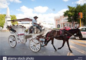 Venta De Carritos Para Tacos En Merida Yucatan Horse Merida Mexico Imagenes De Stock Horse Merida Mexico Fotos De