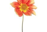 Vetro D Arte Tempered Art Glass Shop Empire Art 39 Red Yellow Dahlia 39 Frameless Free