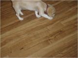 Vinyl Flooring Good for Dogs Bloombety Self Stick Vinyl Tile with Dogs Self Stick