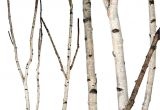 White Birch Branches Hobby Lobby Birch forks 5 39 Up to 8 39