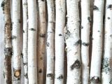 White Birch Logs Lowes White Birch Wood Logs Decorative White Birch Logs Birch