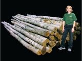 White Birch Logs Lowes White Birch Wood Logs Decorative White Birch Logs Birch