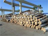 White Birch Logs Lowes White Birch Wood Logs Decorative White Birch Logs Birch