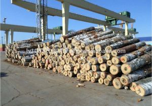 White Birch Logs Lowes White Birch Wood Logs Decorative White Birch Logs Birch