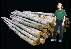 White Birch Logs Lowes White Birch Wood Logs Decorative White Birch Logs Birch