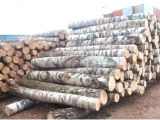 White Birch Logs Lowes White Birch Wood Logs Fireplace Insulation Panel Surga Info