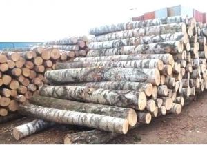 White Birch Logs Lowes White Birch Wood Logs Fireplace Insulation Panel Surga Info