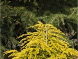 Wissel S Saguaro False Cypress 124 Best Gardens Images On Pinterest Landscaping Plants and