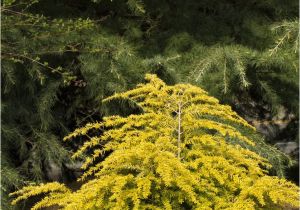 Wissel S Saguaro False Cypress 124 Best Gardens Images On Pinterest Landscaping Plants and
