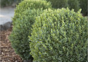 Wissel S Saguaro False Cypress 342 Best Trees Shrubs Images On Pinterest Garden Plants