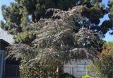 Wissel S Saguaro False Cypress Acacia Baileyana Purpurea Plants Pinterest Acacia Baileyana