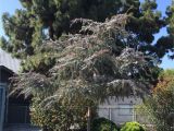 Wissel S Saguaro False Cypress Acacia Baileyana Purpurea Plants Pinterest Acacia Baileyana