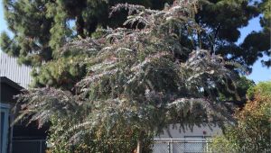 Wissel S Saguaro False Cypress Acacia Baileyana Purpurea Plants Pinterest Acacia Baileyana