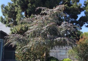 Wissel S Saguaro False Cypress Acacia Baileyana Purpurea Plants Pinterest Acacia Baileyana