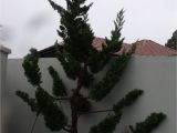 Wissel S Saguaro False Cypress Juniperus Chinensis Kaizuka that I Planted at A Client S Garden 3