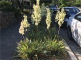 Wissel S Saguaro False Cypress Our Lord S Candle Yucca Hesperoyucca Planted On A Curb Planter In A