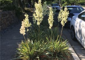 Wissel S Saguaro False Cypress Our Lord S Candle Yucca Hesperoyucca Planted On A Curb Planter In A