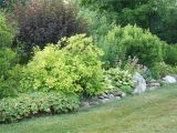 Wissel S Saguaro False Cypress Pin by Laura Hall Hensley On Landscaping Pinterest Shrubs